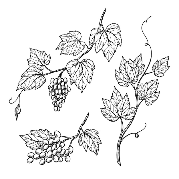 Dibujado a mano ilustración de dibujo de vid de uva