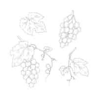 Vector gratuito dibujado a mano ilustración de dibujo de vid de uva