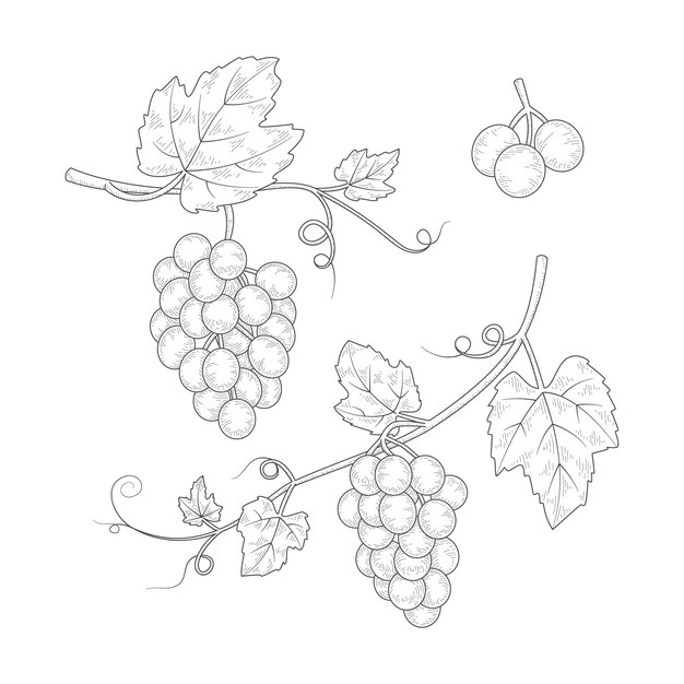 Dibujado a mano ilustración de dibujo de vid de uva