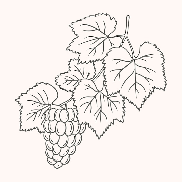 Dibujado a mano ilustración de dibujo de vid de uva