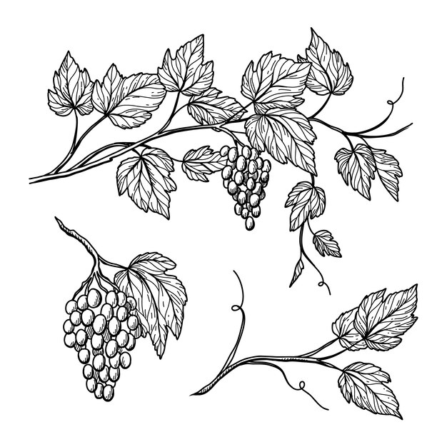 Dibujado a mano ilustración de dibujo de vid de uva