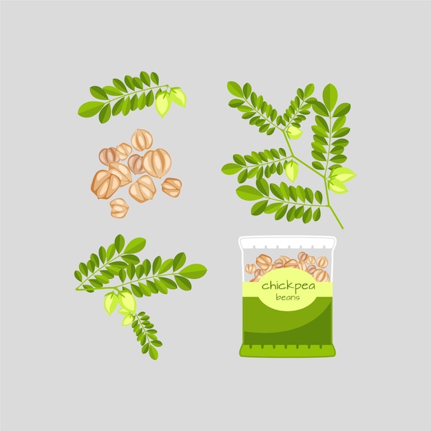 Dibujado a mano ilustración de plantas y garbanzos nutritivos