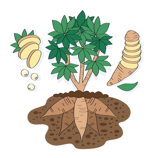 Dibujado a mano ilustración de tapioca