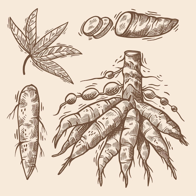 Dibujado a mano ilustración de tapioca