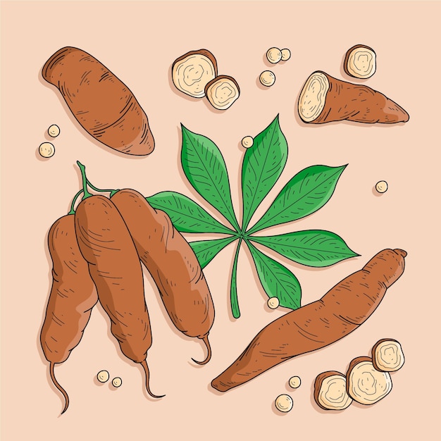 Dibujado a mano ilustración de tapioca