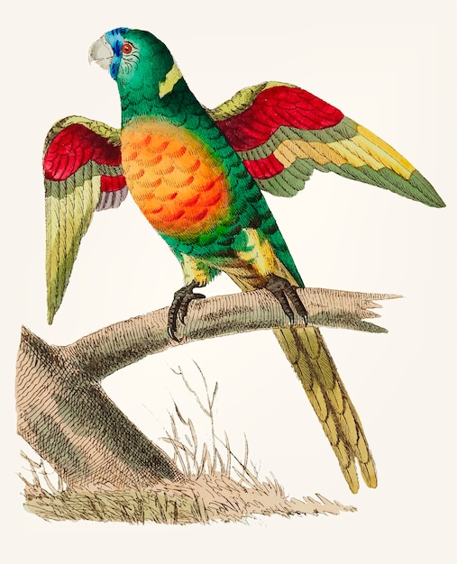 Dibujado a mano loro verde de cola larga