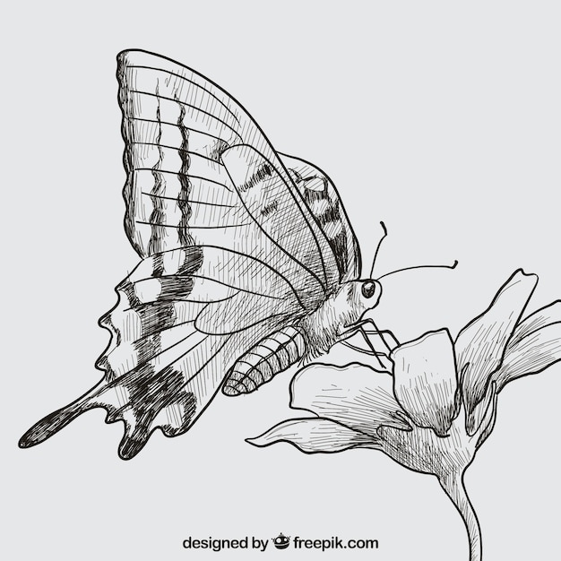 Dibujado a mano mariposa y flor