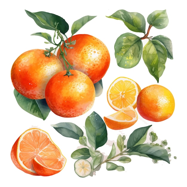 Dibujado a mano natural fresco acuarela naranjas clipart