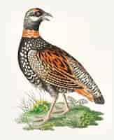 Vector gratuito dibujado a mano de perdiz francolin.