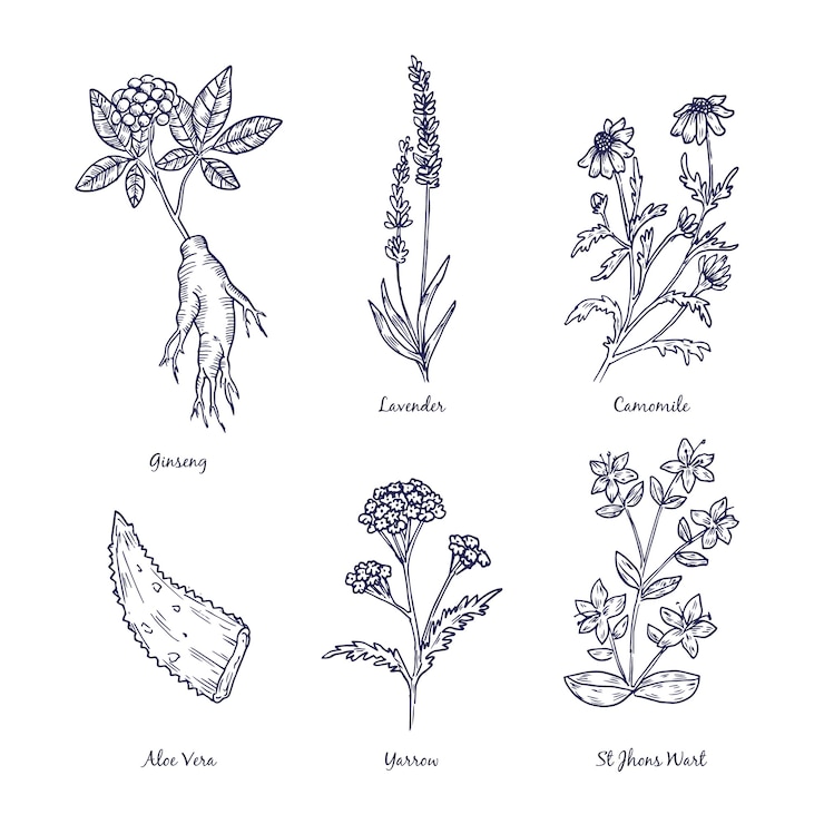 Vector gratuito dibujado a mano realista hierbas y flores silvestres