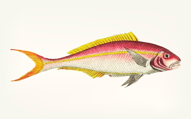 Dibujado a mano de sparus de rayas amarillas