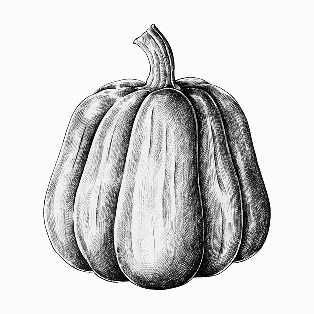 Dibujado a mano vector de calabaza fresca