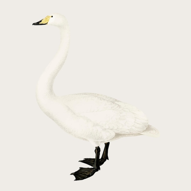 Vector gratuito dibujado a mano vector cisne cantor pájaro