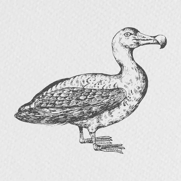 Dibujado a mano vector de pájaro albatros