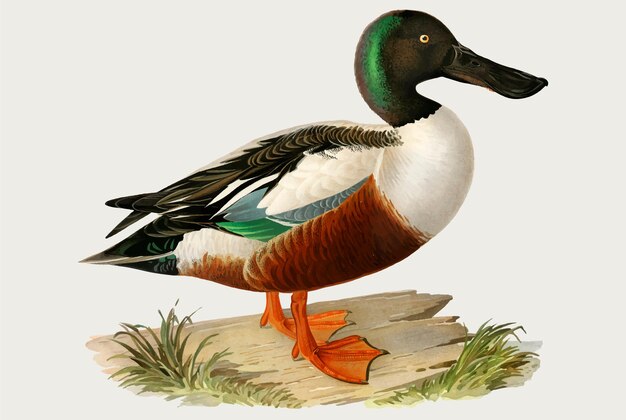 Dibujado a mano vector pájaro verde azulado canela