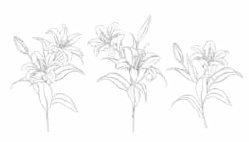 Vector gratuito dibujados a mano hermosos ramos de lirios