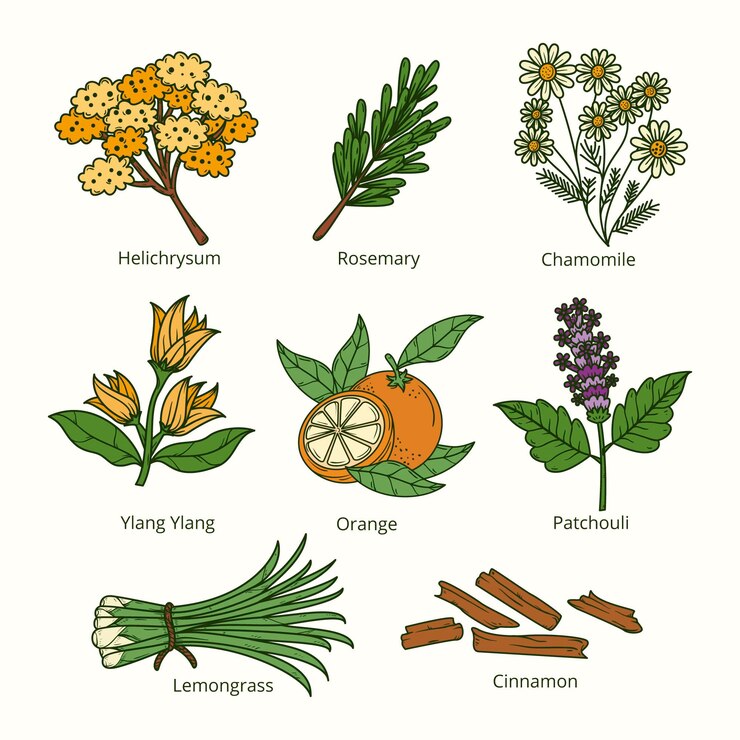 Vector gratuito dibujar a mano colección de hierbas de aceite esencial