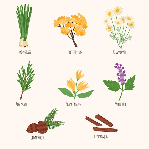 Dibujar a mano plana colección de hierbas de aceite esencial