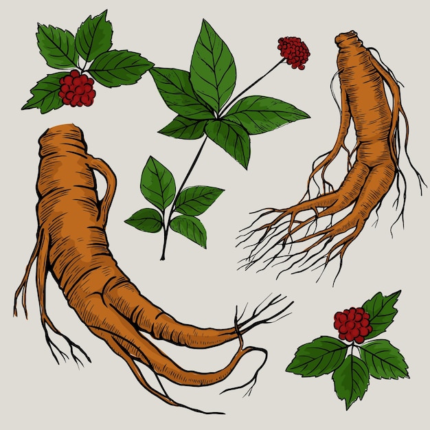 Dibujar con planta de ginseng