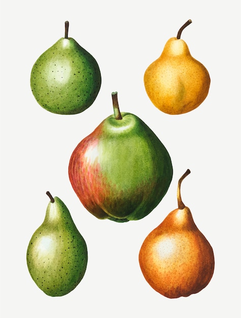 Vector gratuito dibujo de fruta de pera vintage
