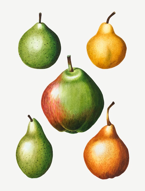 Dibujo de fruta de pera vintage