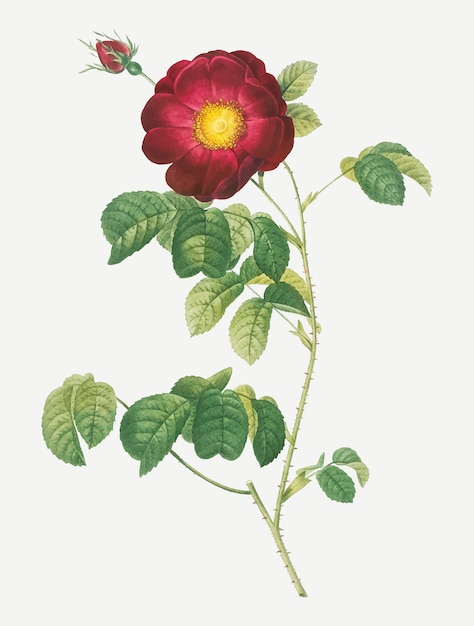 Dibujo rosa vintage