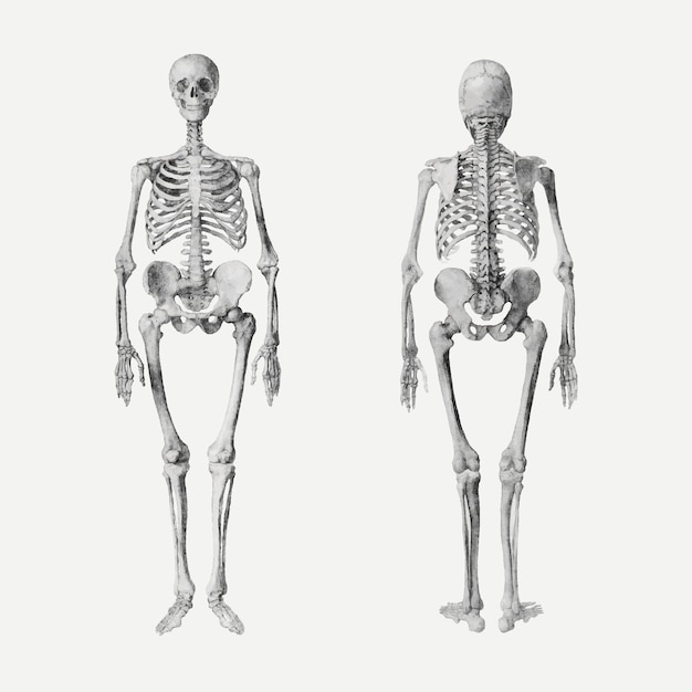 Dibujo vectorial de esqueletos humanos, remezclado de obras de arte de George Stubbs