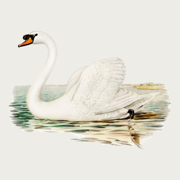 Vector gratuito dibujo vintage de vector de pájaro cisne