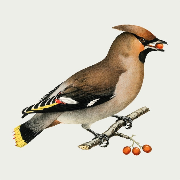 Dibujo vintage de vector de pájaro Waxwing bohemio