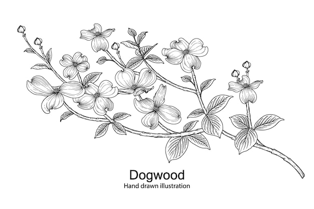 Dibujos de flores de ddogwood.