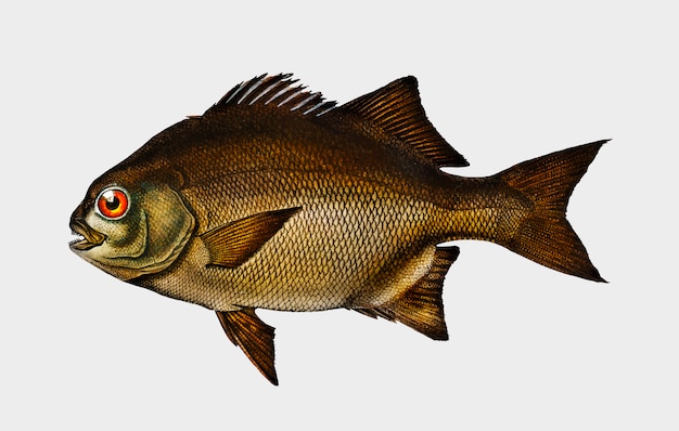 Dichistius capensis ilustrado por Charles Dessalines D&#39;Orbigny (1806-1876).