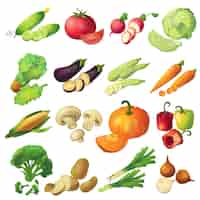 Vector gratuito dieciséis iconos vegetales maduros de dibujos animados realistas aislados conjunto coloridos con rodajas