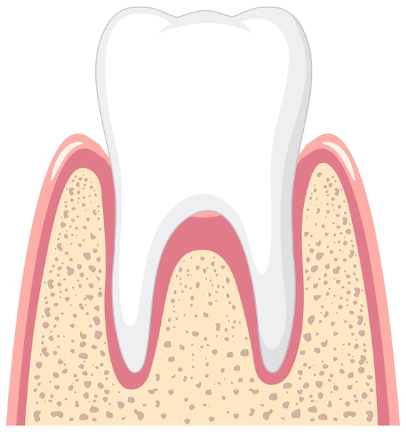 Vector gratuito diente fuerte en la encía sobre fondo blanco.