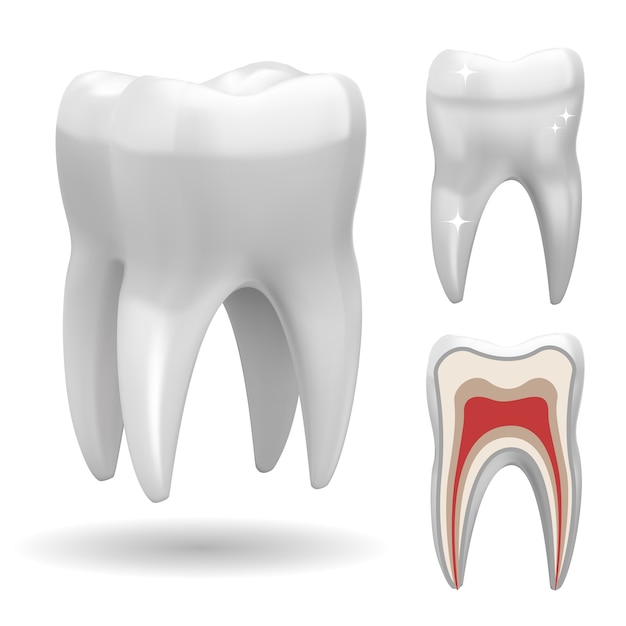 Vector gratuito diente tridimensional aislado, con versión frontal y cortada