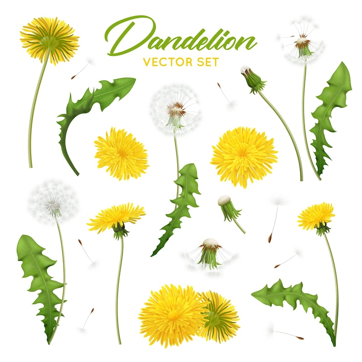 Vector gratuito dientes de león realistas con imágenes editables de flores con plumas y hojas verdes en la ilustración vectorial de fondo en blanco