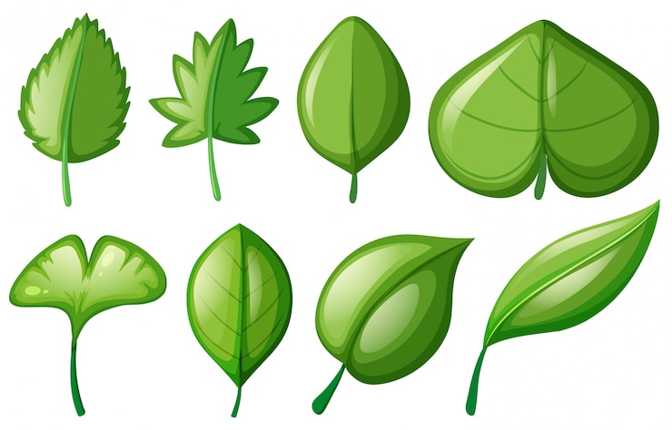 Vector gratuito diferentes formas de hojas