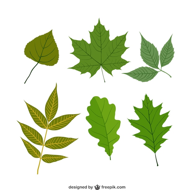 diferentes hojas verdes