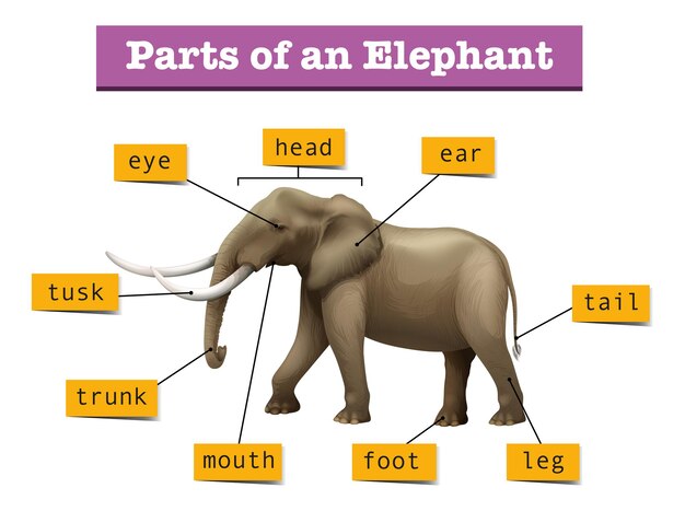 Diferentes partes del elefante salvaje.