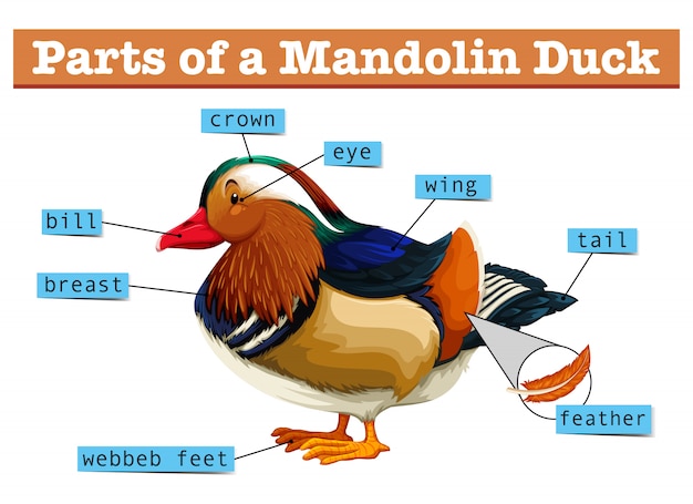 Vector gratuito diferentes partes del pato mandolina.