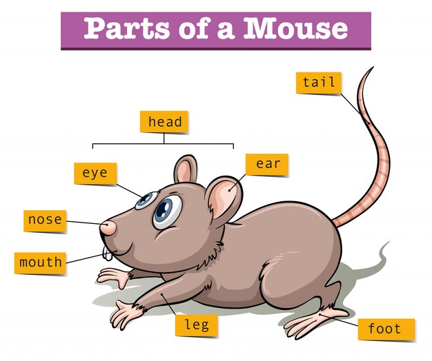 Diferentes partes del pequeño ratón.