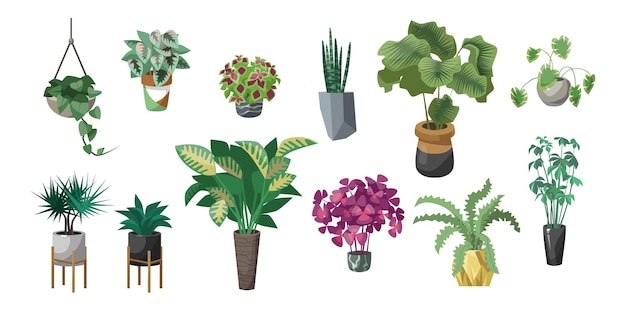 Diferentes plantas en macetas conjunto de ilustraciones vectoriales planas. Flores de interior en macetas, macetas o jarrones con plantas de interior: begonia, alocasia aislado sobre fondo blanco. Naturaleza, concepto de jungla urbana