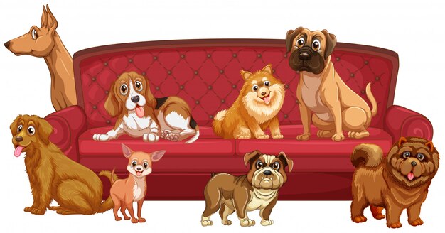 Diferentes razas de perros en el sofá.