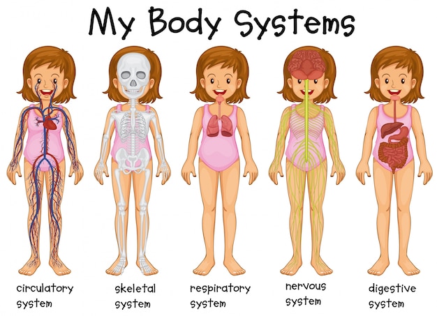 Diferentes sistemas corporales en la ilustración humana