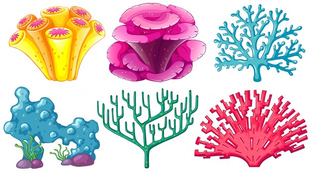 Diferentes tipos de arrecifes de coral.