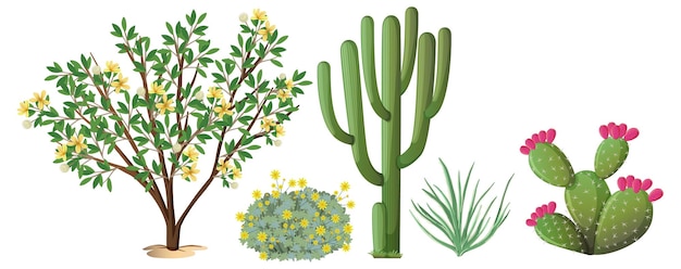 Vector gratuito diferentes tipos de cactus y árboles.