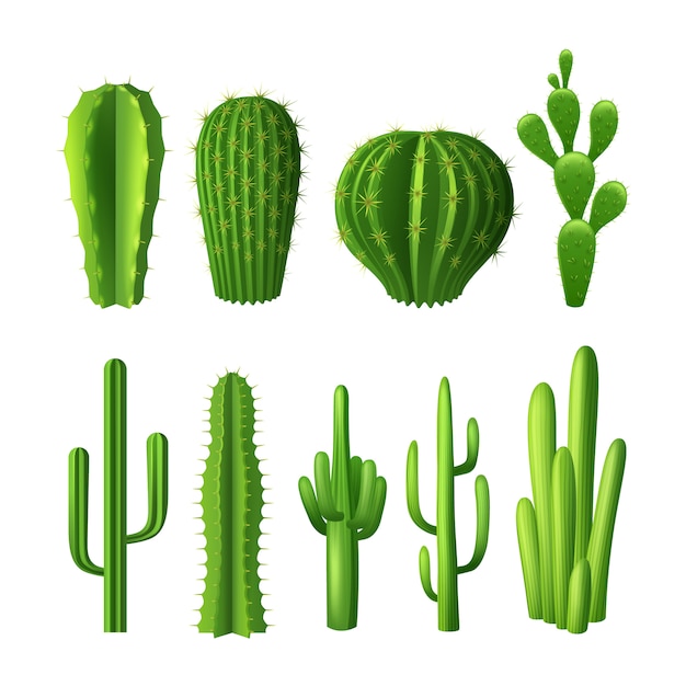 Diferentes tipos de cactus plantas realistas iconos decorativos establecidos