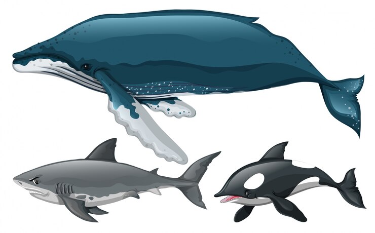 Vector gratuito diferentes tipos de ilustración de ballenas y tiburones