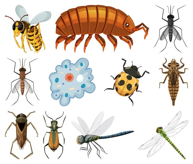 Diferentes tipos de insectos y animales sobre fondo blanco.