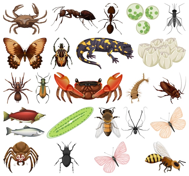 Diferentes tipos de insectos y animales sobre fondo blanco.
