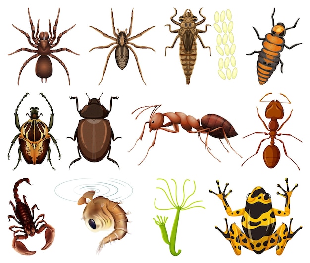 Diferentes tipos de insectos y animales sobre fondo blanco.